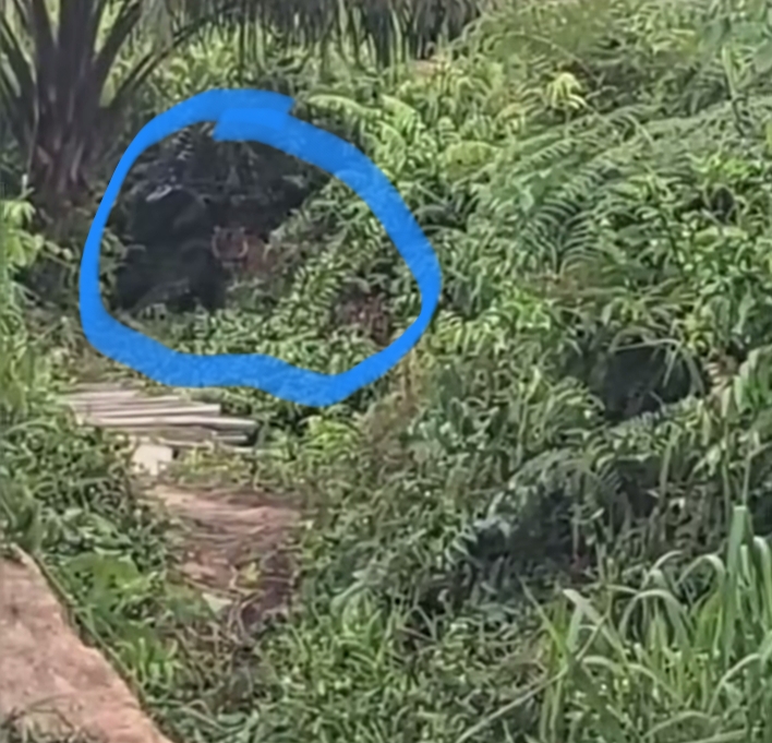 BBKSDA Riau Turunkan Tim Pasca Harimau Sumatera Muncul di Jalan Lintas Siak-Buton