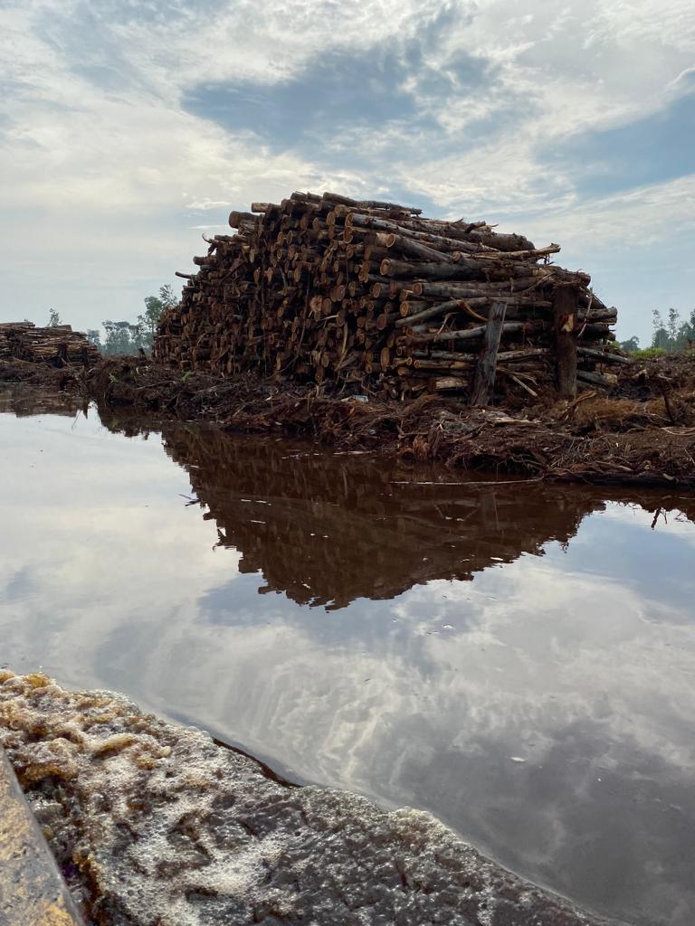 Tim KLHK Temukan Ilegal Logging Saat Verifikasi Lahan Koperasi Ikram di Rohil