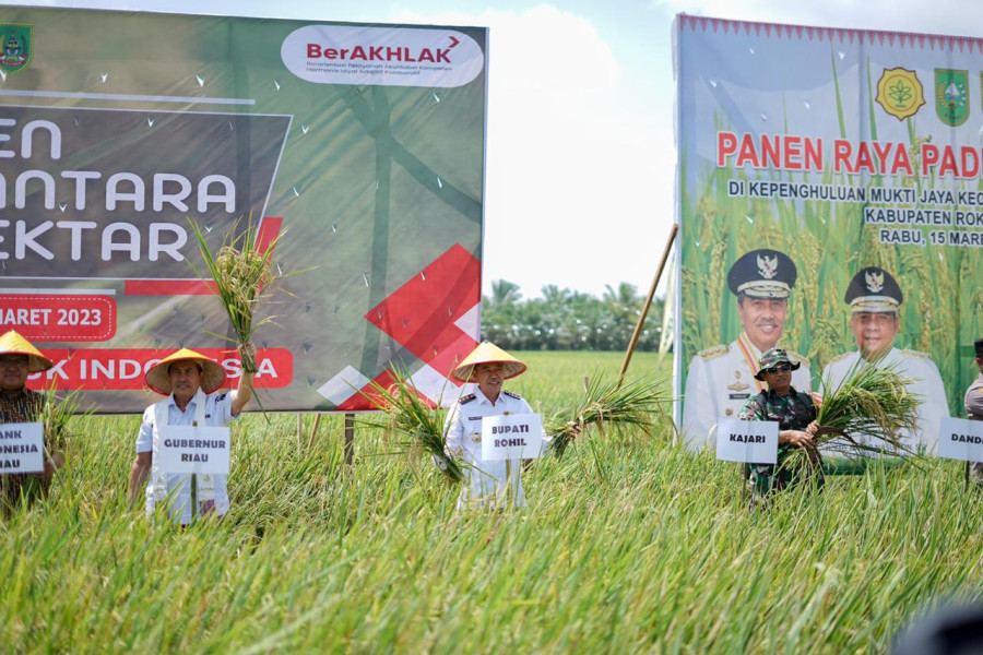 Gubri Syamsuar dan Bupati Rohil Lakukan Panen Raya Padi Nusantara