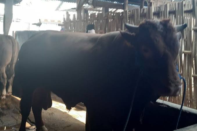 Sapi Milik Warga Tuah Madani Terpilih Jadi Hewan Kurban Bantuan Presiden RI