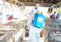 Cegah Potensi Wabah Flu Burung, Dinas PKH Riau Bagikan Disinfektan