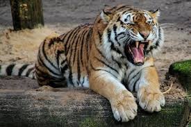 Harimau Mangsa Ternak Warga Kecamatan Tumang Siak