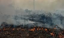 Karhutla Landa 3 Daerah di Riau, Tim Gabungan Darat dan Udara Dikerahkan