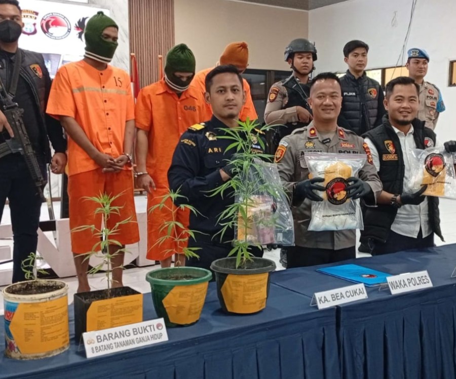 Disembunyikan di Kamar Mandi, Kebun Ganja Mini Terbongkar di Bengkalis