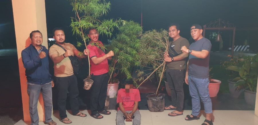 Warga Kubang Jaya Diamankan karena Tanam dan Konsumsi Ganja