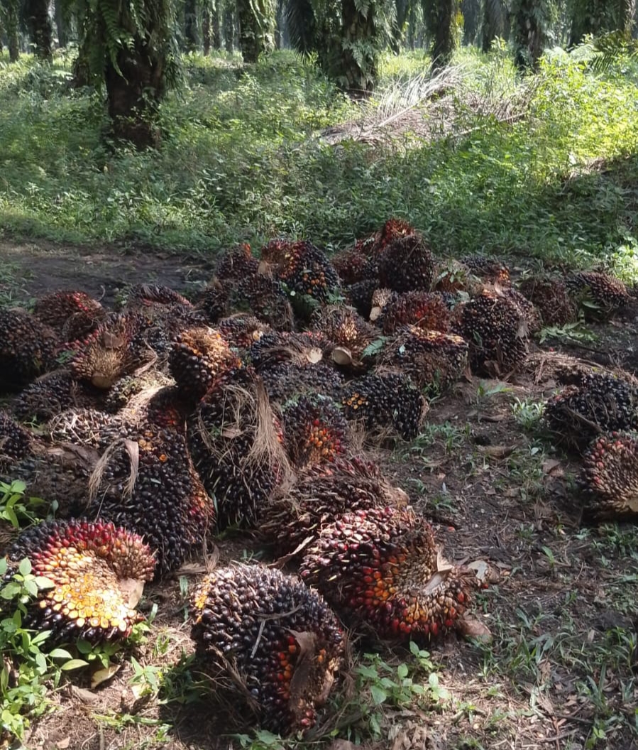 Harga Sawit Swadaya Riau Pekan Ini Turun, Umur 9 Tahun Terkoreksi 3,98 Persen