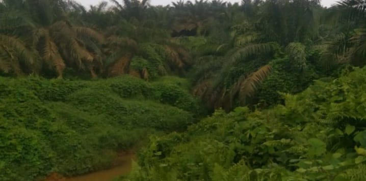 Anak Perusahaan Astra Agro Lestari Group di Rohul Diduga Rusak Lingkungan dan UU DAS