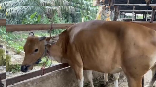 Fathullah Desak Bupati Pelalawan Tuntaskan Pembayaran Pengadaan Sapi Senilai Rp 880 juta