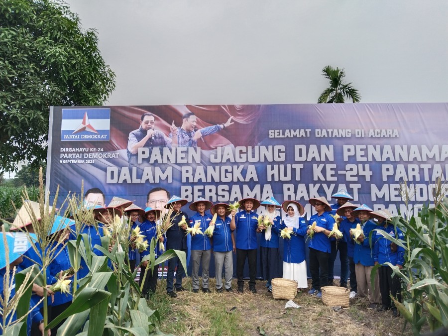 Rayakan HUT Ke-24, Partai Demokrat Panen Jagung bersama Petani