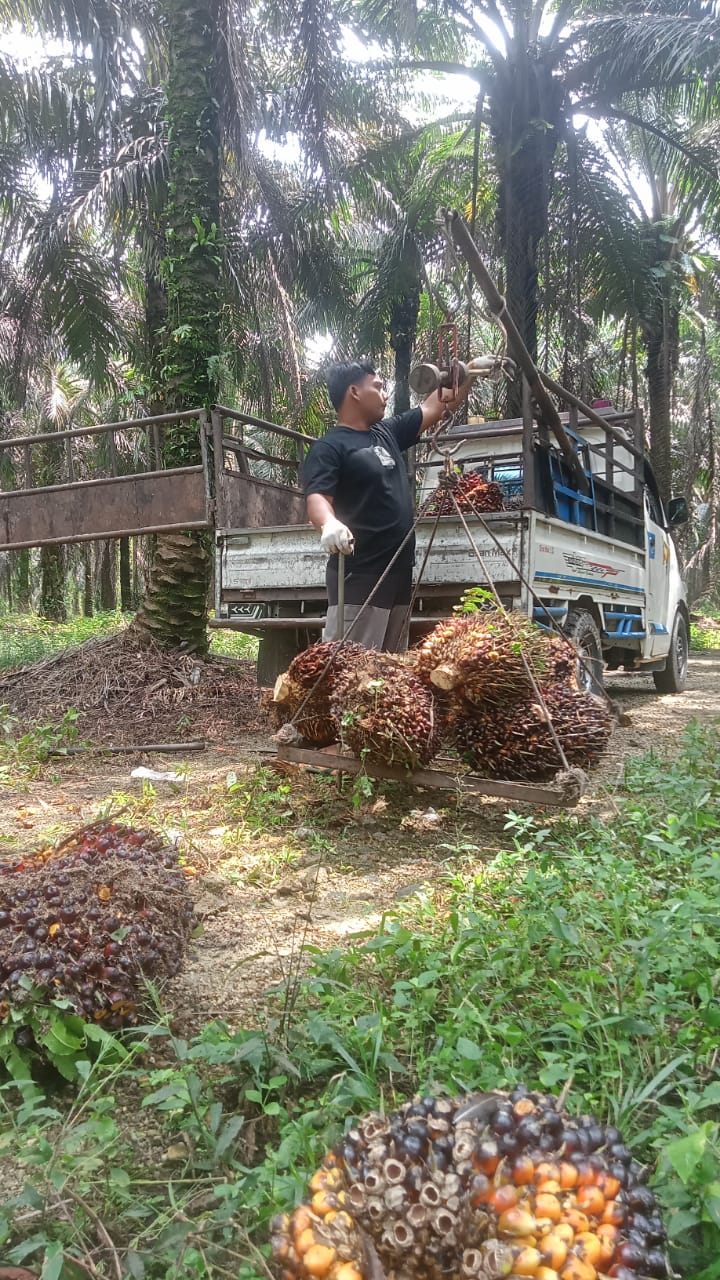Harga Kelapa Sawit Mitra Swadaya Riau Turun 2,27 Persen