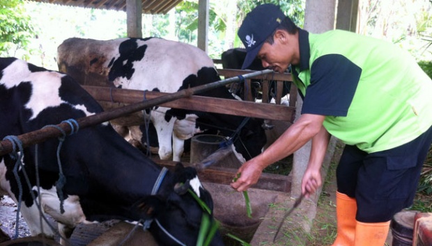 Hindari Risiko Kerugian, Peternak di Pekanbaru Asuransikan Ternak 