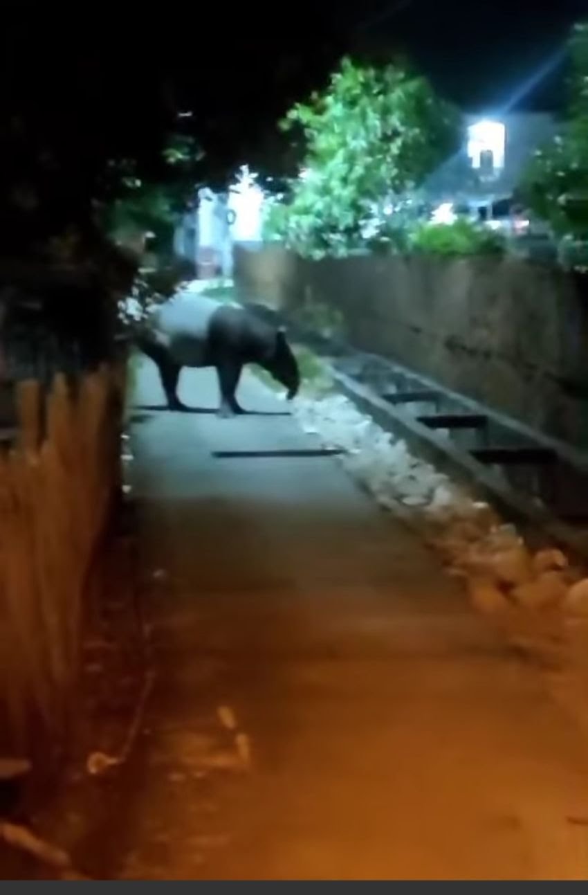 BBKSDA Riau Lakukan Pencarian Tapir yang Muncul di Pemukiman Dumai