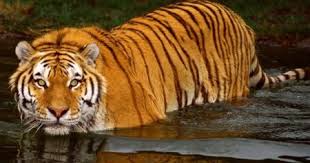Teror Harimau, Seekor Sapi di Muara Lembu Kuansing Dimangsa Raja Hutan