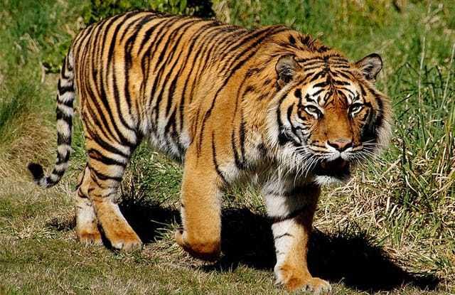Harimau Sumatera Rebahan di Jalan, Warga Bunga Raya Resah
