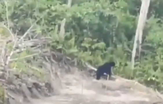 Beruang Berkeliaran di Areal Perkebunan Warga Tanah Putih