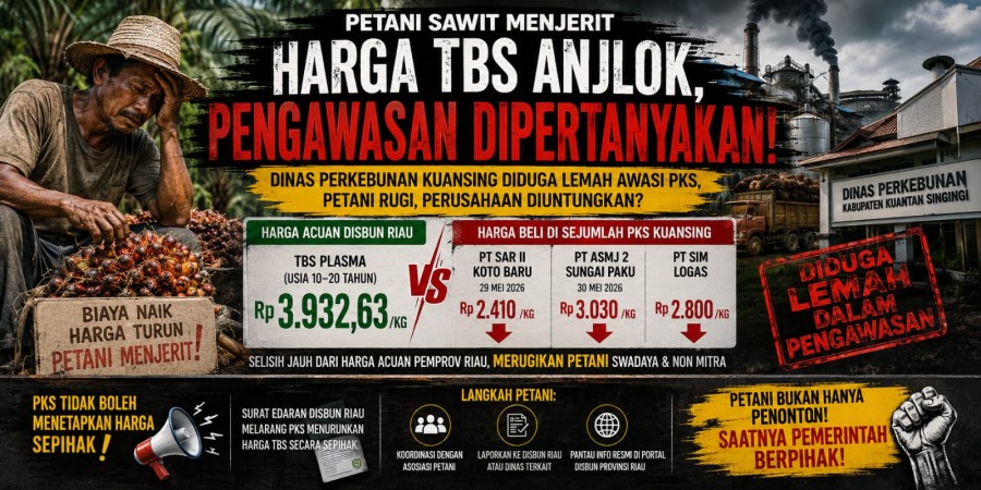 Harga Sawit Kuansing Jauh di Bawah Ketetapan, Petani Minta Pemerintah Bertindak