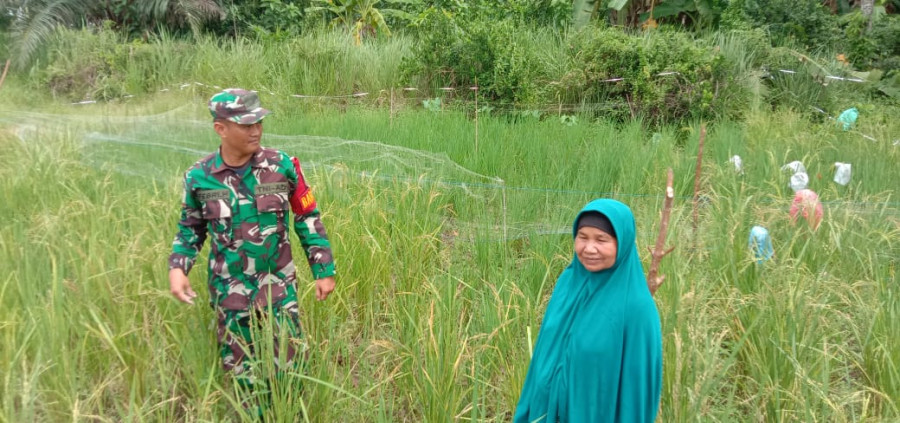 Peduli pada Warga Binaan, Babinsa Koramil 05/KK Turun ke Sawah