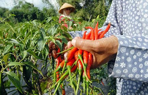 Dampak Covid-19, Petani Cabai di Siak Mengeluh Harga Murah