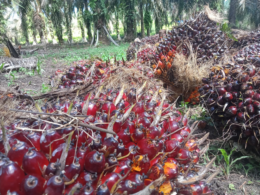 Kelapa Sawit Mitra Swadaya di Riau Tembus Rp 3.062 per Gram