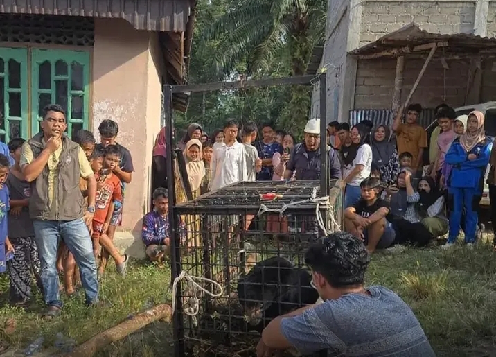Berulang Kali Muncul di Permukiman, Beruang Madu Kerumutan Berhasil Dievakuasi
