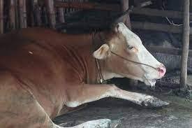 Antisipasi Sapi Ngorok, Dinas PKH  Perketat Lalulintas Ternak  Masuk ke Riau