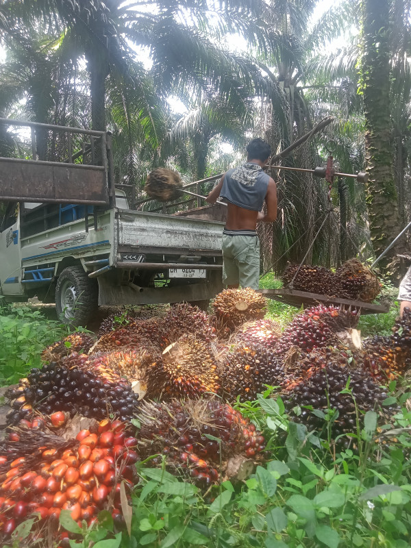 Naik Tinggi, Harga Kelapa Sawit Mitra Swadaya Riau Rp 3.635 per Kg