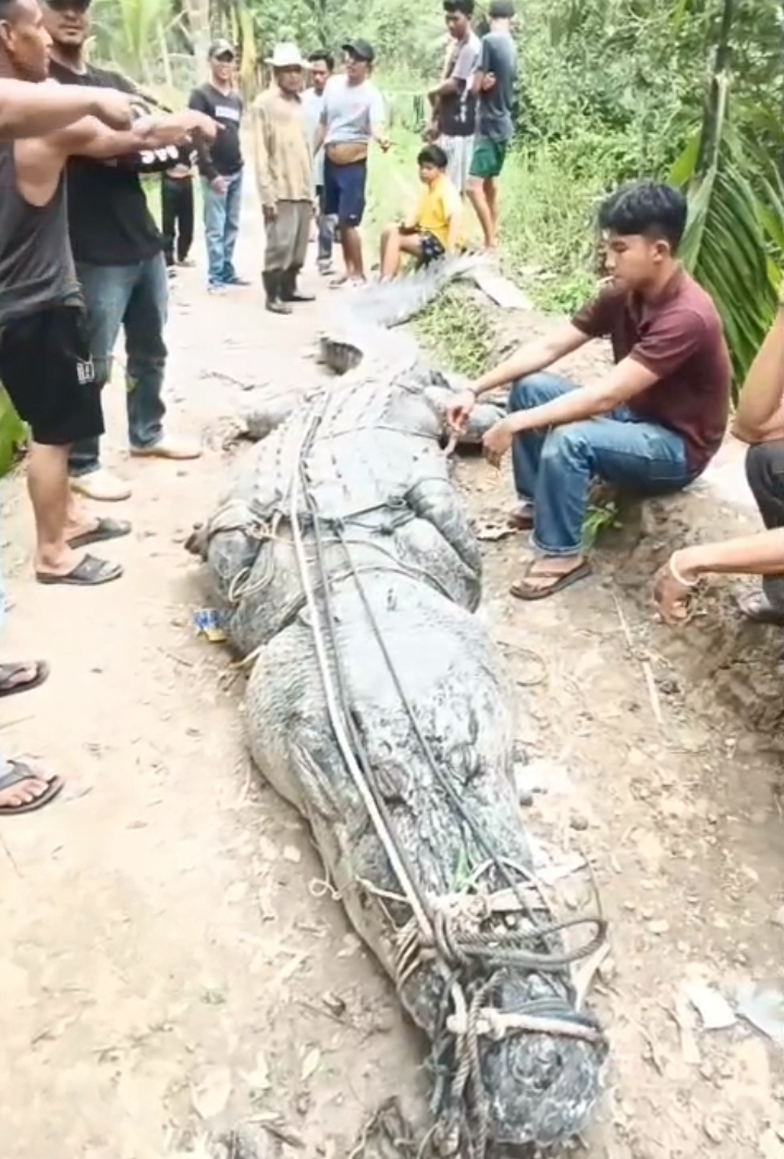 Buaya Raksasa 7 Meter Gegerkan Warga Sungai Undan Inhil