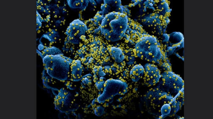 Virus Corona Terlacak di Limbah Rumah Tangga Sebelum Pasien Covid-19 Muncul