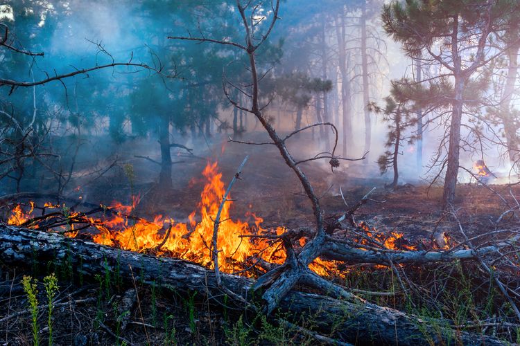 168.66 Hektar Lahan Terbakar, Pemprov Riau Umumkan Status Siaga Karhutla