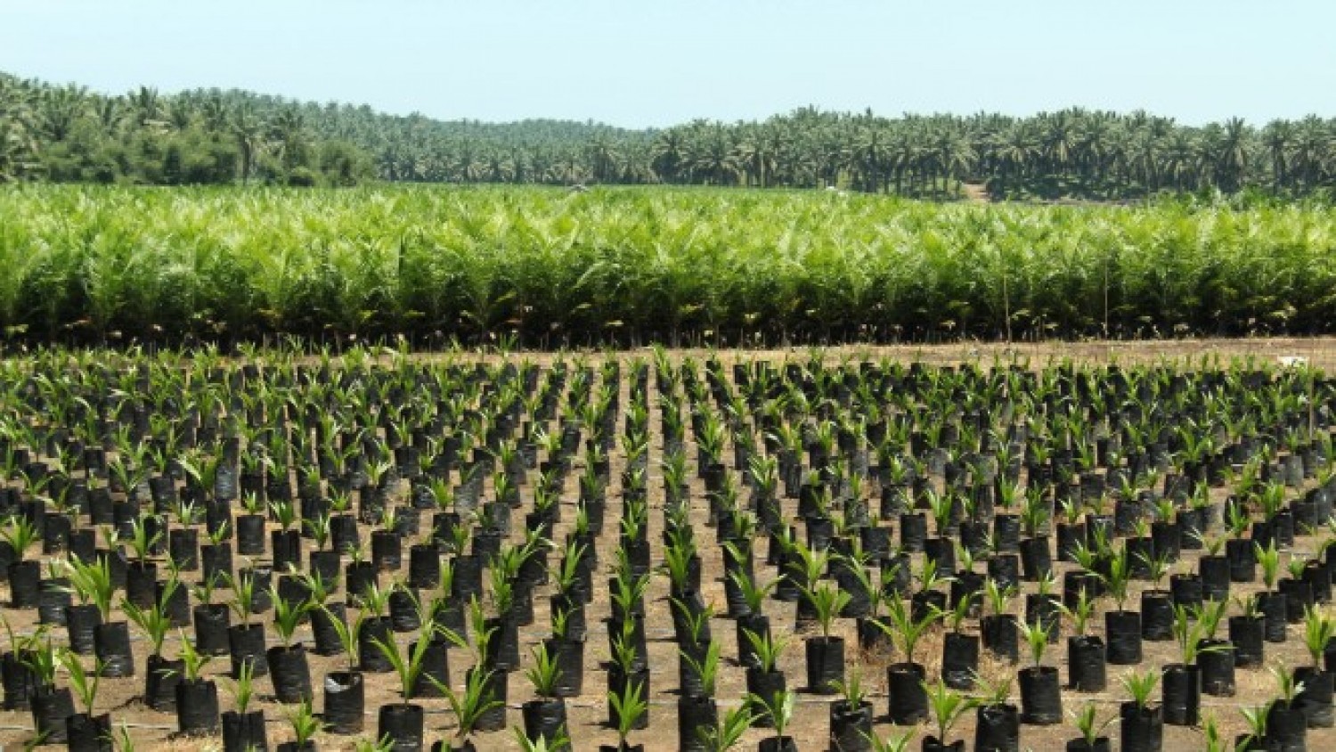 Jokowi Akan Buka Sawah di Lahan Gambut, Walhi Minta Disetop