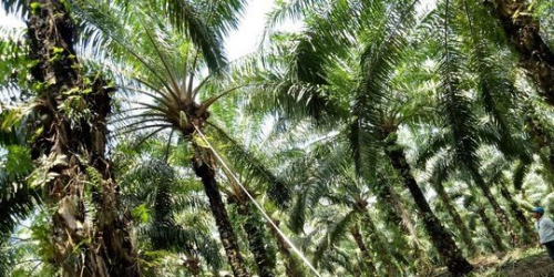 Harga Kelapa Sawit Naik Jadi Rp2.084,29 per Kg