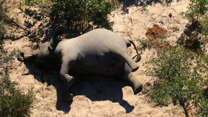 Ratusan Gajah Afrika Mati di Botswana, Diduga Karena Corona COVID-19