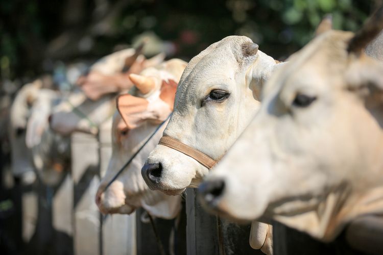 Lampung Kembali Pasok Sapi ke Riau, Stok Daging Kembali Normal