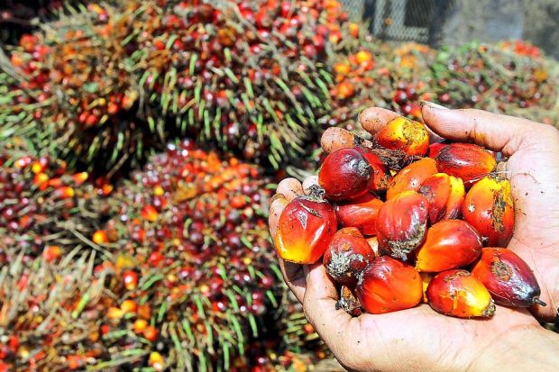 Tingkatkan Perlakuan Setara, Disbun Riau Uji Rendemen Minyak Sawit 