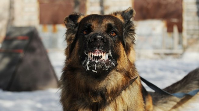 Meningkat Dari Periode Sebelumnya, Pemprov Temukan Ratusan Hewan Penular Rabies
