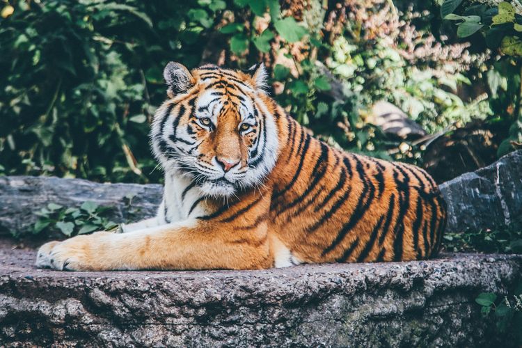 Harimau Masuk Pemukiman Warga di Siak, Seekor Anjing Dimangsa