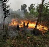 BMKG Deteksi 28 Hotspot di Riau, Rohil dan Rohul Mendominasi