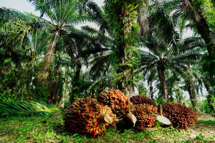 Pemerintah Tetapkan DMO dan DPO, Harga Sawit Terjun Bebas Hingga 25 Persen