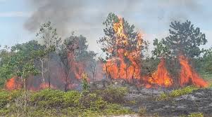 Inhu Dominasi Titik Panas di Riau, BMKG Ingatkan Waspada Karhutla