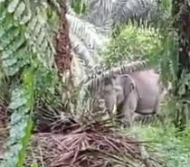 Habitat Asli Kebanjiran, 2 Gajah Liar di Pelalawan Masuk Perkampungan