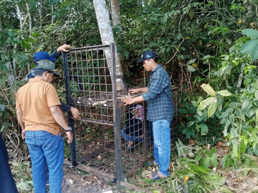Beruang Madu Muncul di Kebun Sawit Warga, BBKSDA Riau Pasang Perangkap