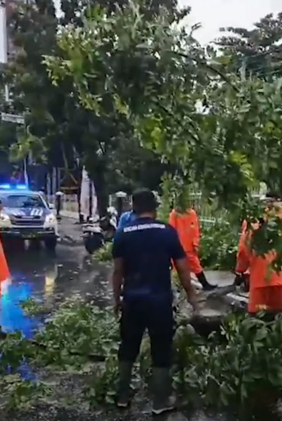 Hujan dan Angin Kencang Tumbangkan Pohon di Seberang DPRD Riau