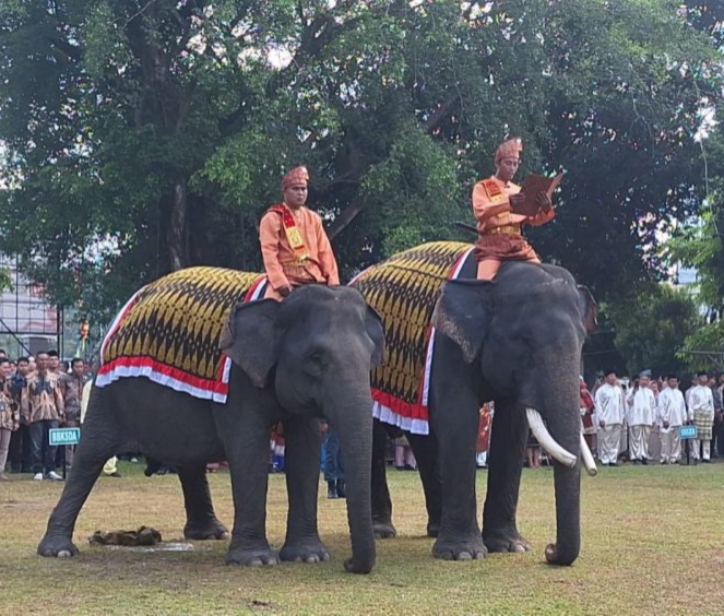 Vera dan Jopi, Gajah Sumatera Sang Penjaga Harmoni di Hari Kemerdekaan