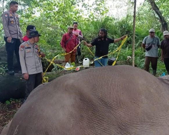 Gajah Latih di TNTN Pelalawan Mati Diracun, Gading Sebelah Kiri Hilang