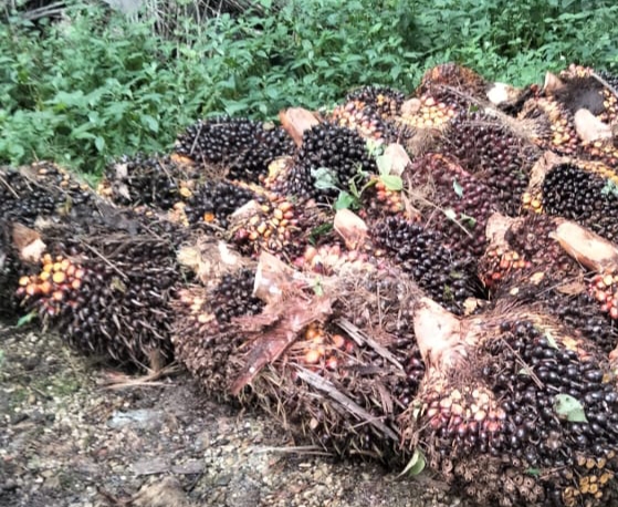 Harga Kelapa Sawit di Riau Turun Tipis Pekan Ini