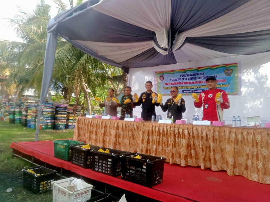 BC Bengkalis Musnahkan 25,9 Ton Mangga Impor Tanpa Dokumen