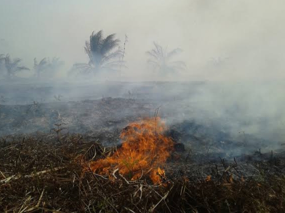 Awal Tahun 2023, Seluas 7,2 Hektar Lahan di Pekanbaru Terbakar