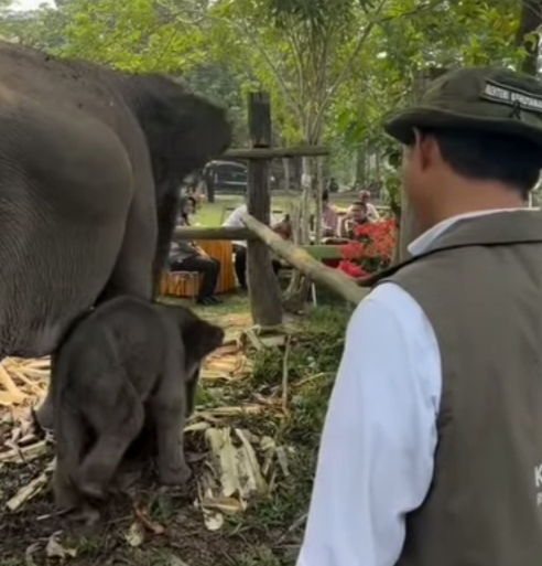 Titiek Soeharto Beri Nama Ganesa untuk Bayi Gajah di TNTN
