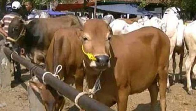 Tahun Depan, Dinas PKH Riau Optimalkan Kawin Suntik untuk Tingkatkan Populasi Sapi