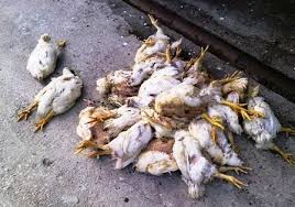 Dinas PKH Riau Pastikan Ratusan Ayam Mati di Kampar Akibat Virus Flu Burung